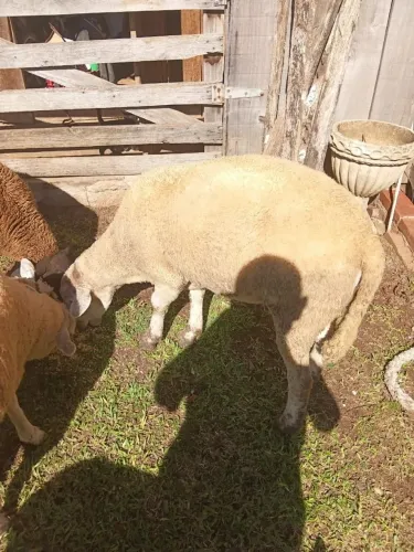  OVELHAS CARNEIRO TEXEL