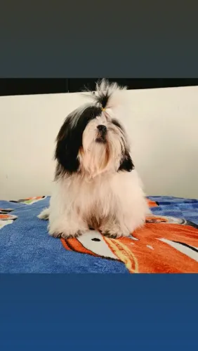 Shih tzu 4 meses macho mini