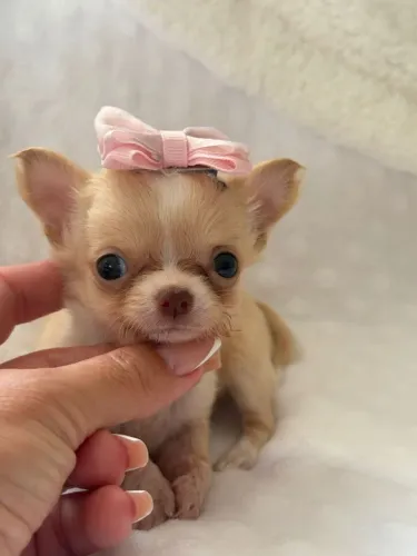Chihuahua. Uma chaveirinho de Pêlo longo e narizinho marrom 