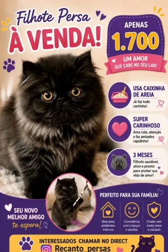 Gato Persa Macho