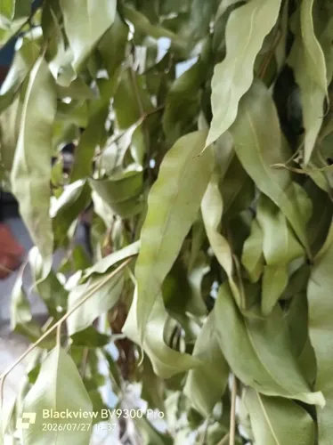 Folhas de eucalipto. Aromatizante