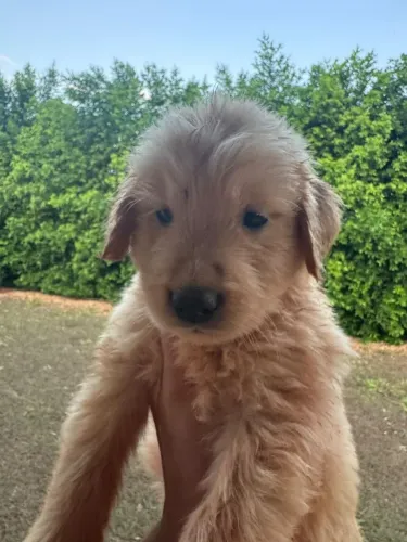 Golden Retriever filhote