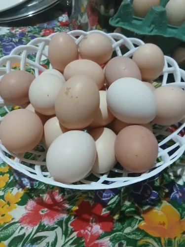 Galinha caipira