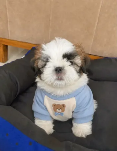 Shih tzu