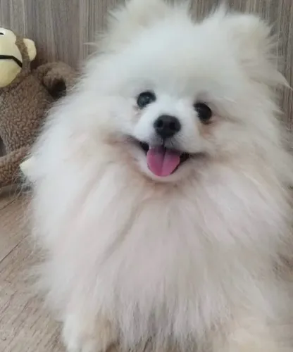 Lulu anão fêmea e macho