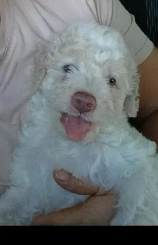 Vendo cachorro poodle