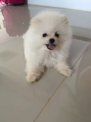 Lulu da Pomerânia ursinho 