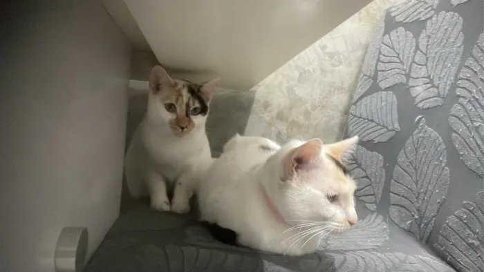 Gatinha p doação 