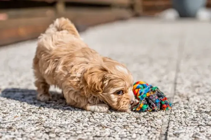 Poodle Toy Mini Fofura Inteligente