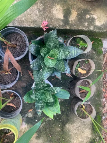 Combo mudas de plantas