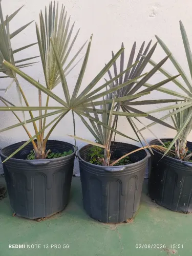 Palmeira Bismarckia Nobilis ( Palmeira Azul). Muda de aproximadamente 70cm. 