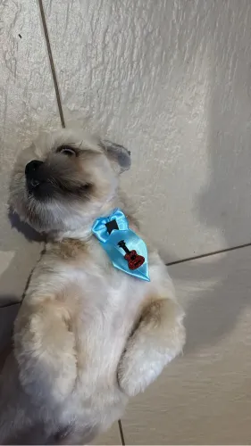 Shitzu doação