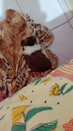 Venda. Desta. Filho. Vermefugada  Raça shiatsu 