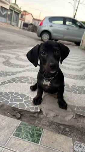 Vendo filhote 3 meses da raça dachshund(salsicha)