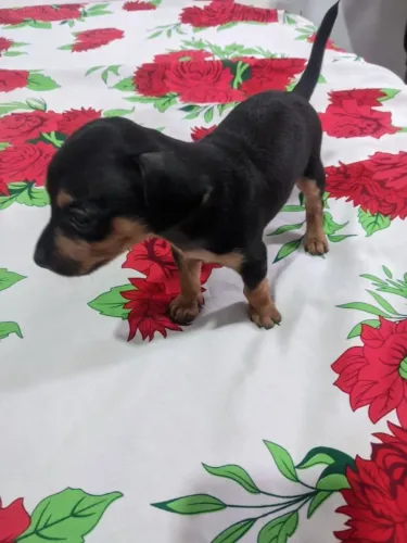 Cachorro pincher n 1 com 1 mês e 5 dias