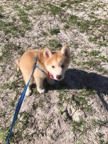 Husky siberiano - 3 meses - puro