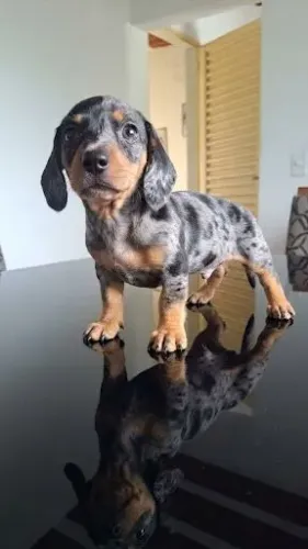 Vendo Basset Raça Pura