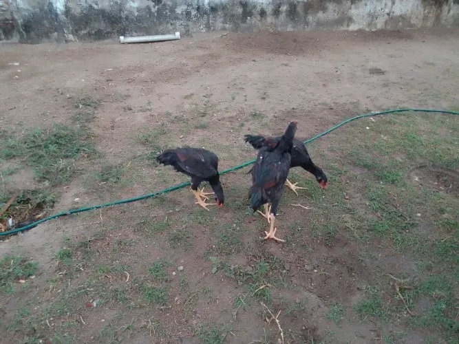 Frango indiano 50$ a unidade
