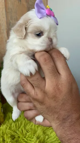 Shih tzu fêmea 