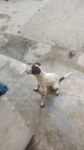 Doação fêmea 6 mêses