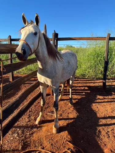 Cavalo a venda
