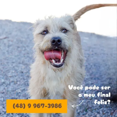 Cachorra Kiara para adoção