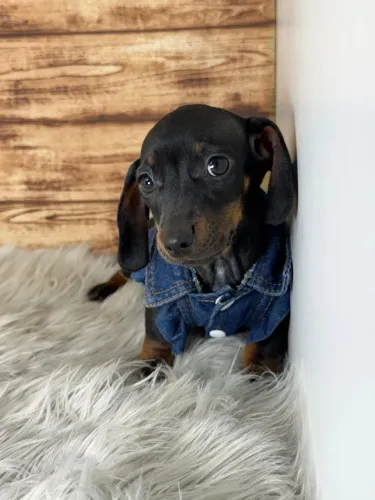 Dachshund Salsichinha Menina