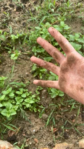 Procuro Capinador de lote e carroceiro