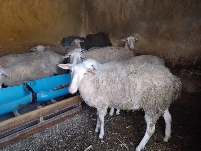 Borregas Lacaune