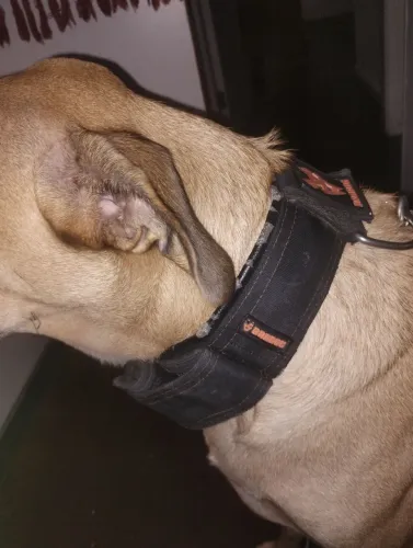 Coleira Da Bandog de Qualidade e Segura Para Cães ?