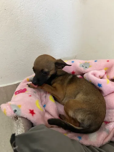 Pinscher fêmea tamanho 1