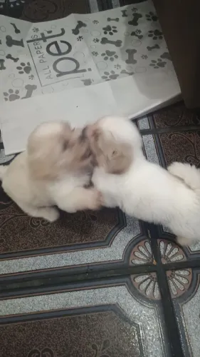 Vendo filhotes de Lhasa apas 1 mês e 10 dias macho 600