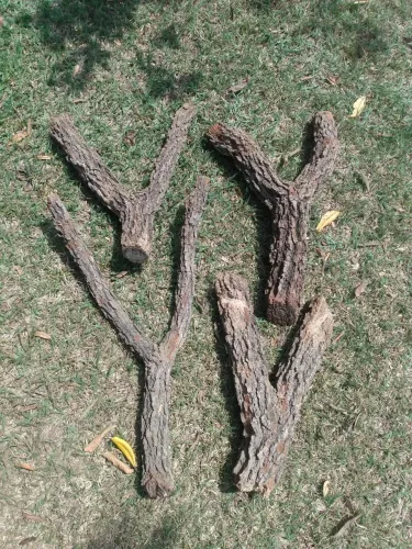Galhos grandes e grossos para terrários 