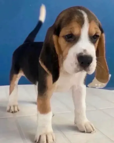 Lindíssimo machinho de Beagle 