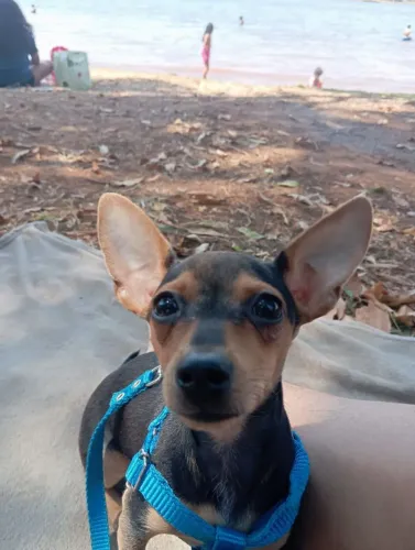 Vende-se 