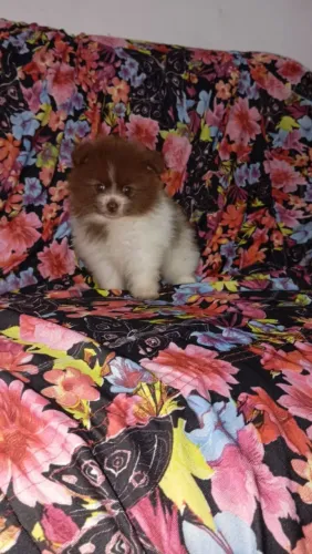 Lulu da Pomerânia