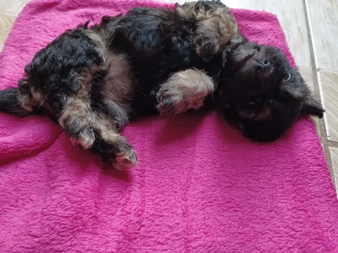 Shitzu com poodle