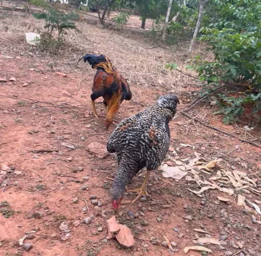 Frango caipira 