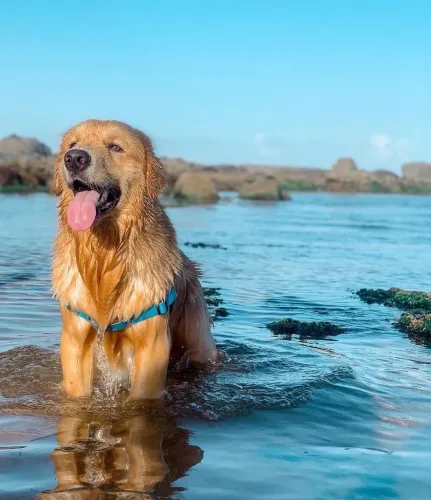 Golden Retriever - cruza