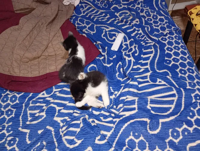 Gatinhos femea
