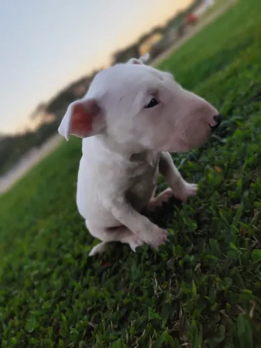 Bull terrier