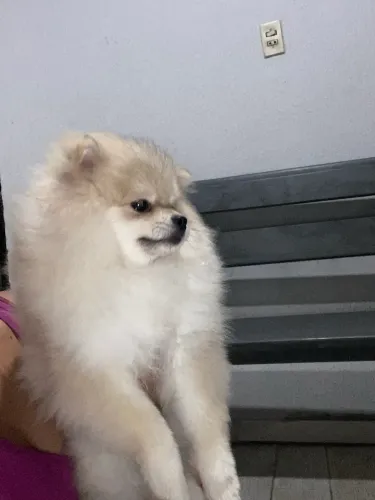 Machinho de Lulu da Pomerania