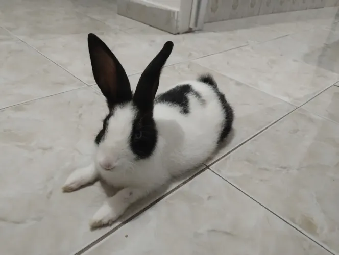 Coelho macho