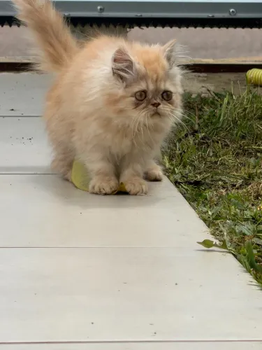 Gata persa