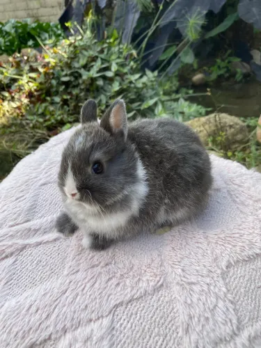 Coelho netherland dwarf filhote - Padrão show