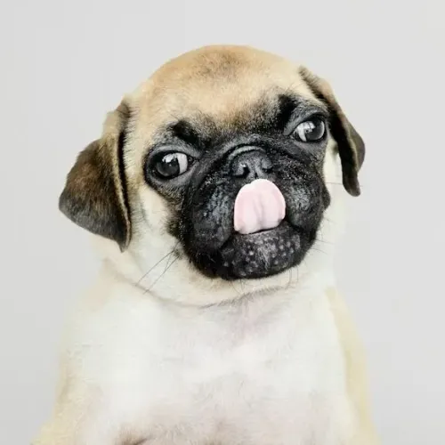 Pug Esse filhote nasceu para te encantar