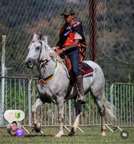 Cavalo de pista