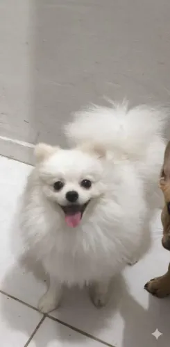 Lulu da Pomerânia cobertura 