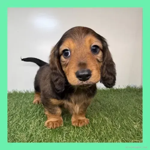 Filhote de cachorro brincalhão: Teckel/Dachshund/Salsicha/Salsichinha/Basset/Cofap