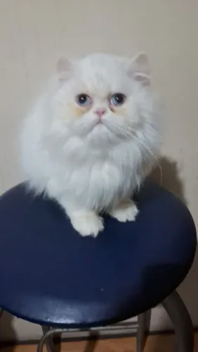 Lindo filhote de gato persa macho branco olhos azuis puro.Parcelo.Entrego Curitiba e re
